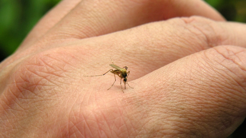 Почему чешутся укусы комаров?