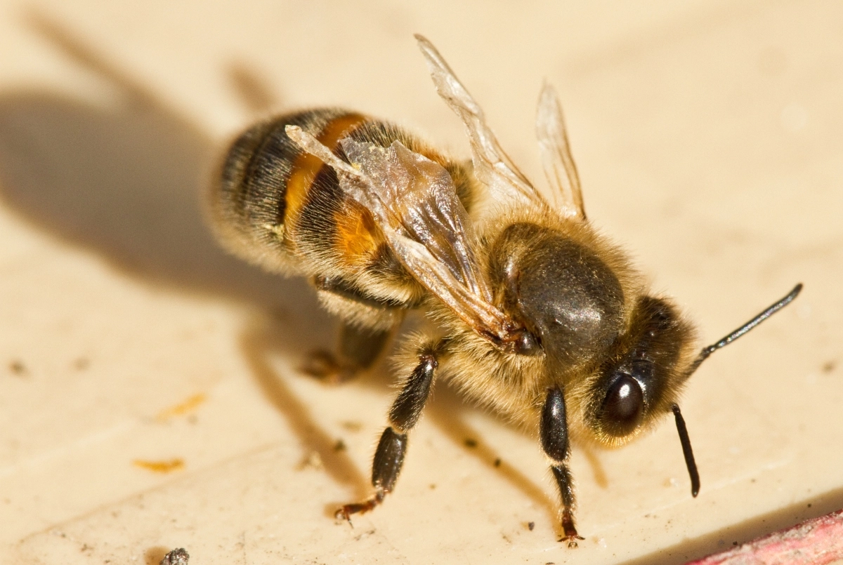 от укусов пчелы