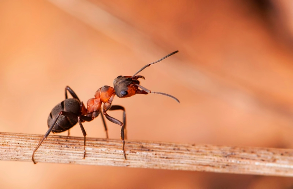 от укусов муравья